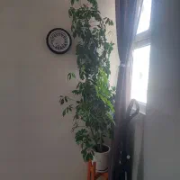 گل طبیعی