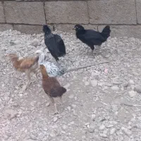 جوجه