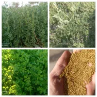 فروش بذر یونجه گرمسیری