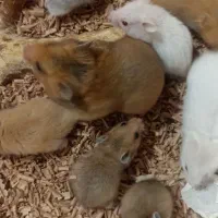 همستر مولد و تمیز و زیبا