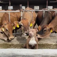 سگ پیتبول امریکن اصیل نر|سگ|تهران, نازیآباد|دیوار