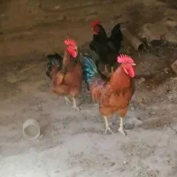خروس