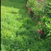 فروش-زمین