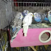 مرغ عشق سالم و سرحال