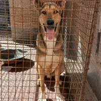 سگ دو رگه عراقی سرابی