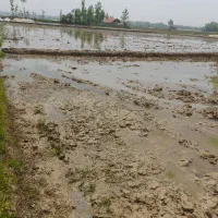 فروش زمین کشاورزی شهید شیرودی ، لاکان