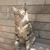 واگذاری|گربه|گرگان, |دیوار