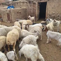 بیست راس گوسفندبزباکهره فروش میرسد