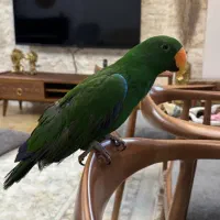 طوطی اکلکتوس|پرنده|شیراز, پودنک|دیوار