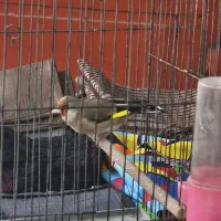 سهره|پرنده|کرمان, |دیوار