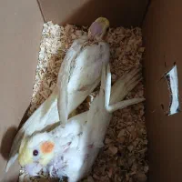 عروس هلندی|پرنده|ری, علایین|دیوار