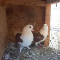 کبوتر|پرنده|یزد, |دیوار