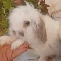 خرگوش لوپ هلندی