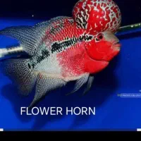 گروه در تلگرام برای علاقه مندان به ماهی فلاور