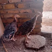 بقلمون|حیوانات مزرعه|آزادشهر, |دیوار