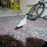 سور پلاکی مسافتی|پرنده|بم, |دیوار