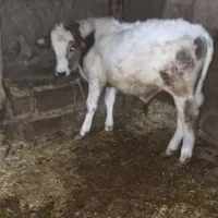 گوساله نر|حیوانات مزرعه|نظر کهریزی, |دیوار