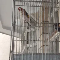 سهره اروپایی جفتی