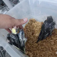 عروس هلندی|پرنده|تاکستان, |دیوار