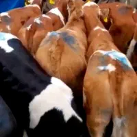 تقاضا فقط سیمینتال اصیل و نمونه