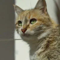 گربه واگذاری