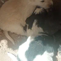 سگ.  میش بره پرنده کبوترمرغ