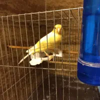 فروش قناری نر بخون حرفیی مست مست|پرنده|آمل, |دیوار