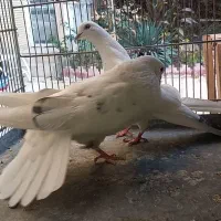 کبوتر کفتر چند جفت عالی|پرنده|فردیس, قریشی|دیوار