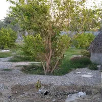 اجاره روزانه/هفتگی/ماهانه ویلا ۲۴۰۰ متری|اجارهٔ کوتاه‌مدت ویلا و باغ|میناب, |دیوار