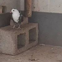 کبوتر کله سفید|پرنده|بهبهان, |دیوار