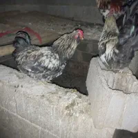 خروس گلین|پرنده|رحمت‌آباد, |دیوار