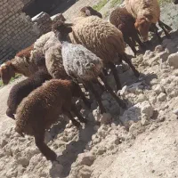 میش بره دار جوان