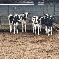 گوساله و تلیسه پای کل