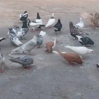 کبوتر رنگی دورگ همه رنگ|پرنده|رامشیر, |دیوار