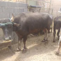 ُسه راس گاو میش ماده تا5۰۰ ‌کیلو در   ورامین