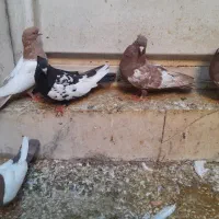 تعدادی کبوتر|پرنده|بهبهان, |دیوار