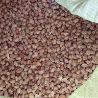 فروش لوبیا