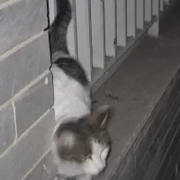 گربه پیدا شده|گربه|کرج, گلستان|دیوار