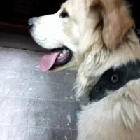 سگ سرابی پوزه خرسی|سگ|کرمانشاه, |دیوار