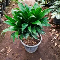 گل و گیاه|گل و گیاه طبیعی|شیرود, |دیوار