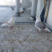 کبوتر پلنگ نباتی|پرنده|دورود, |دیوار