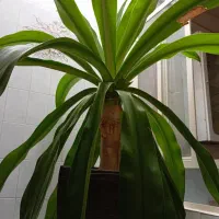 سه عدد گل سوسن 10ساله