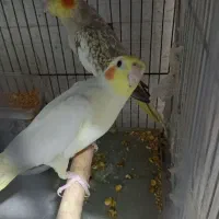 جفت عروس هلندی مولد مست مست نر سخنگو