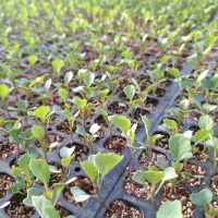 فراسوی|گل و گیاه طبیعی|شیراز, لاله|دیوار