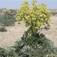 فروش نشا آنغوزه شیرین با تضمین خرید