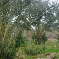 فسیل هلیله ای خرما قیمت مناسب