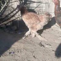 مرغ خروس برهما قشنگ|حیوانات مزرعه|سراوان, |دیوار