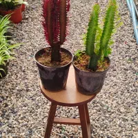 گل مقاوم افوربیا ارزان