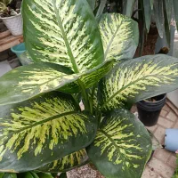 گل و گیاه طبیعی