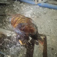مرغ محلی تخم گذار